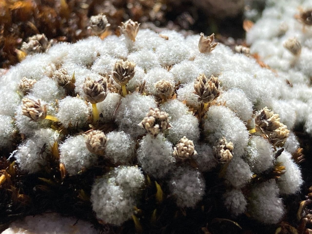 Paepalanthus 3