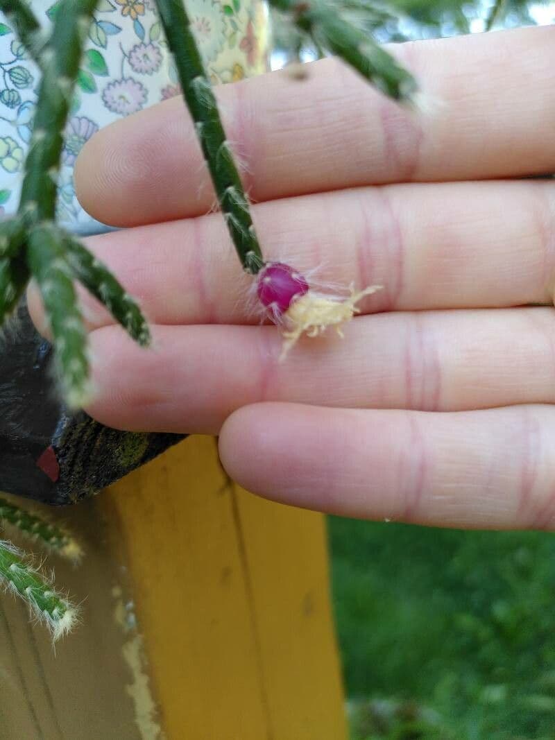 Rhipsalis 2