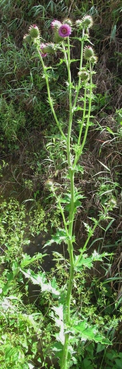 Cirsium mexicanum 8
