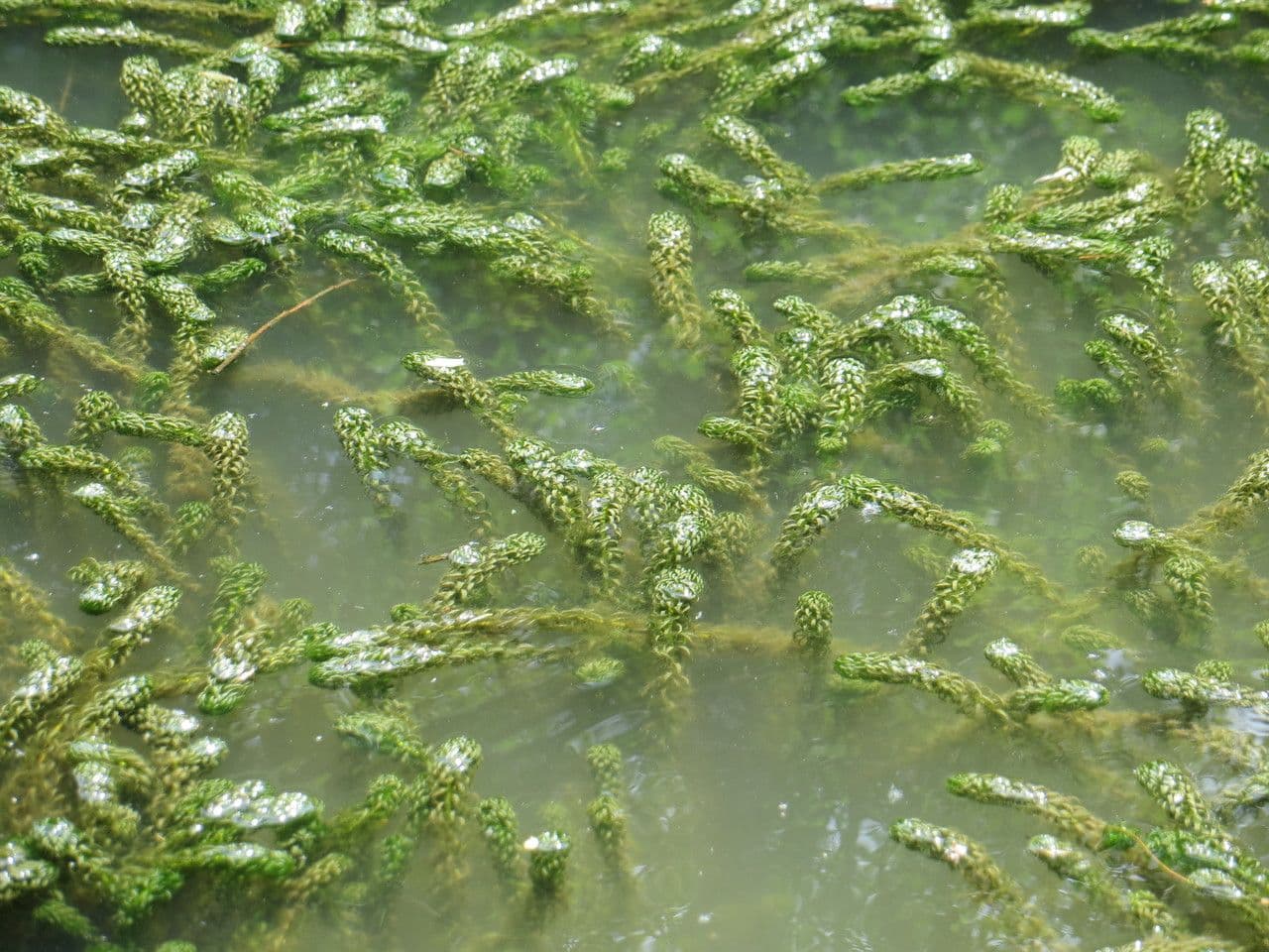 Elodea del Capo 8