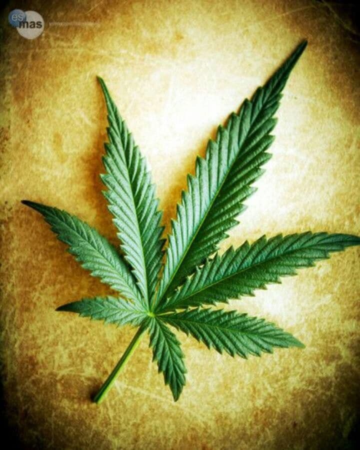 Canapa 20