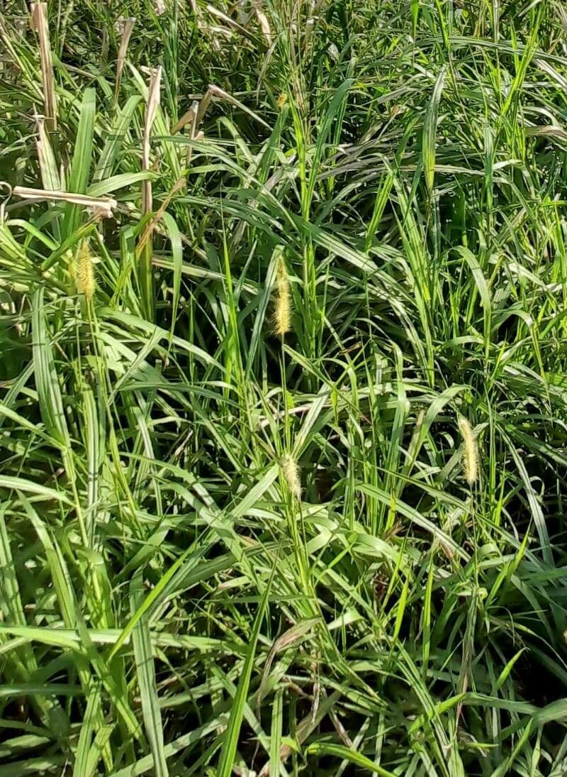 Setaria minore 16