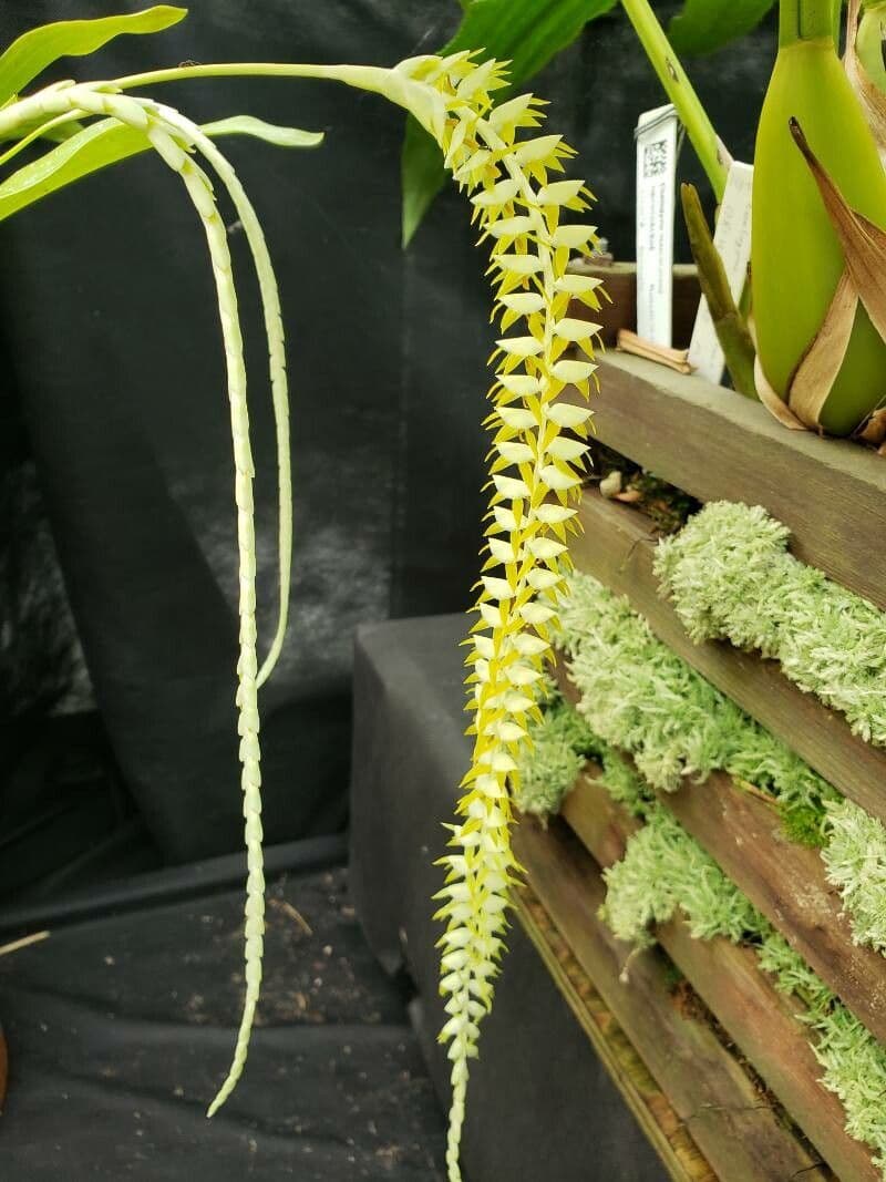 Dendrochilum