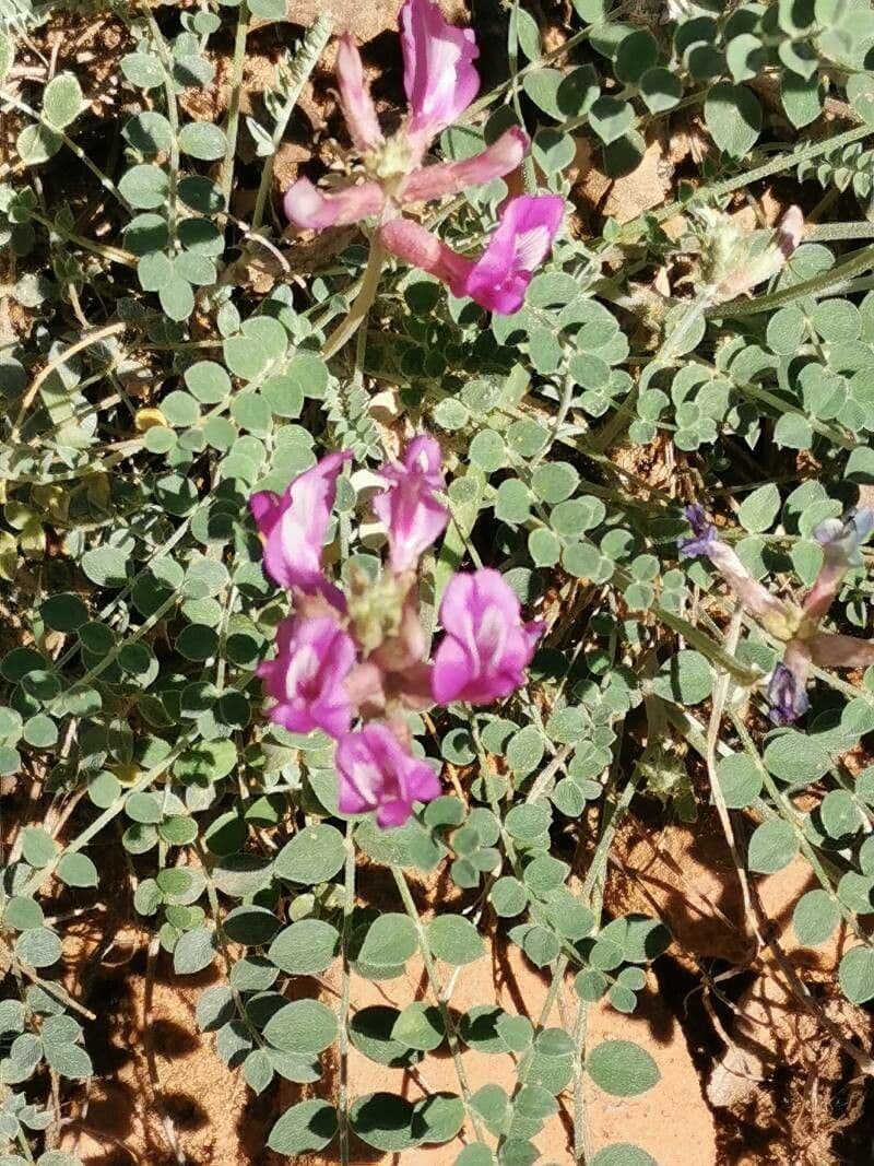 Astragalo del Missouri