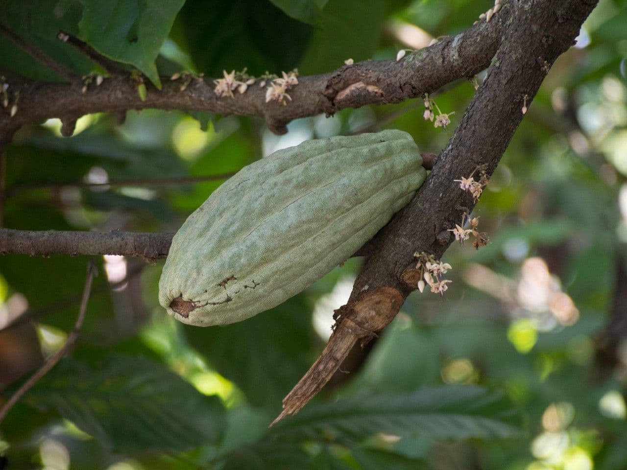Cacao 10