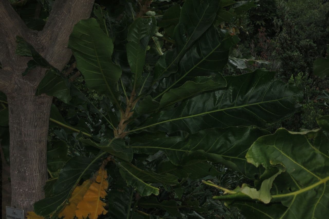 Forest big-leaf 22