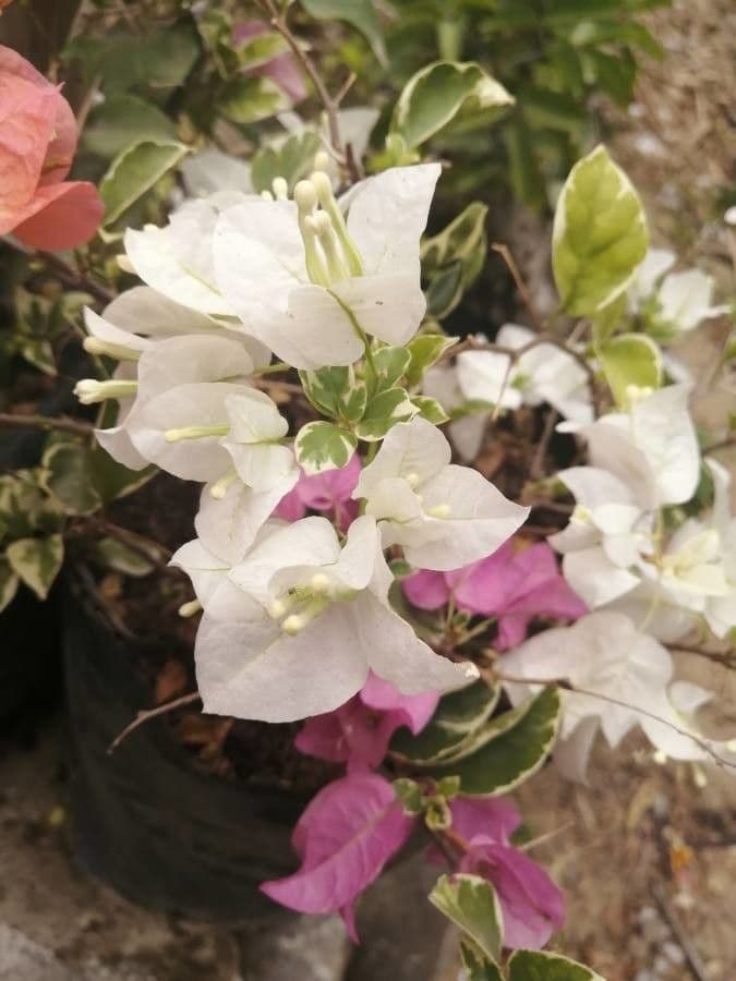 Bougainvillea 4