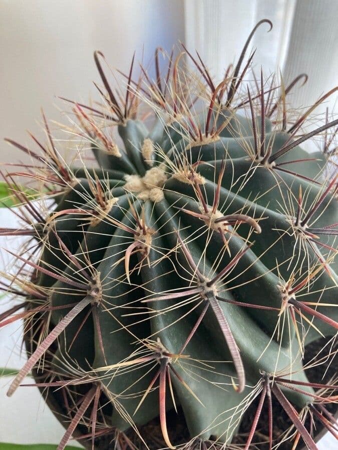 Cactus barile uncinato