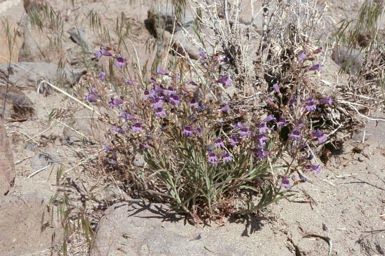 Penstemon 7