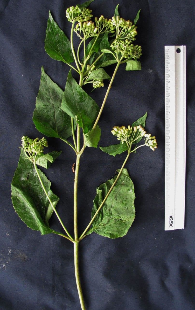 Hebeclinium 13