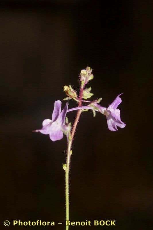 Linaria 17