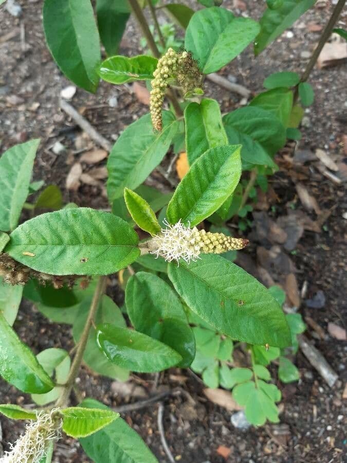 Croton giallo 10