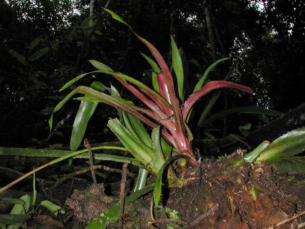 Aechmea 15