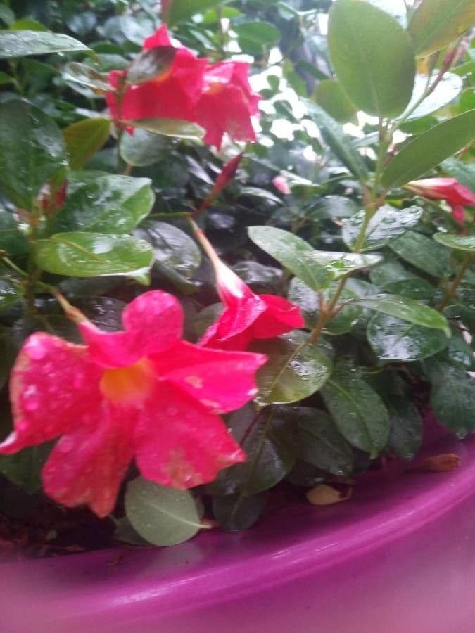 Chilenischer Jasmin 3