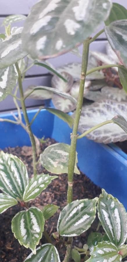 Pilea 22