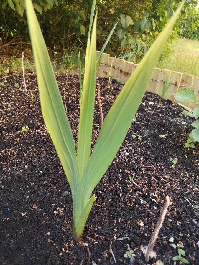 Iris spuria 14