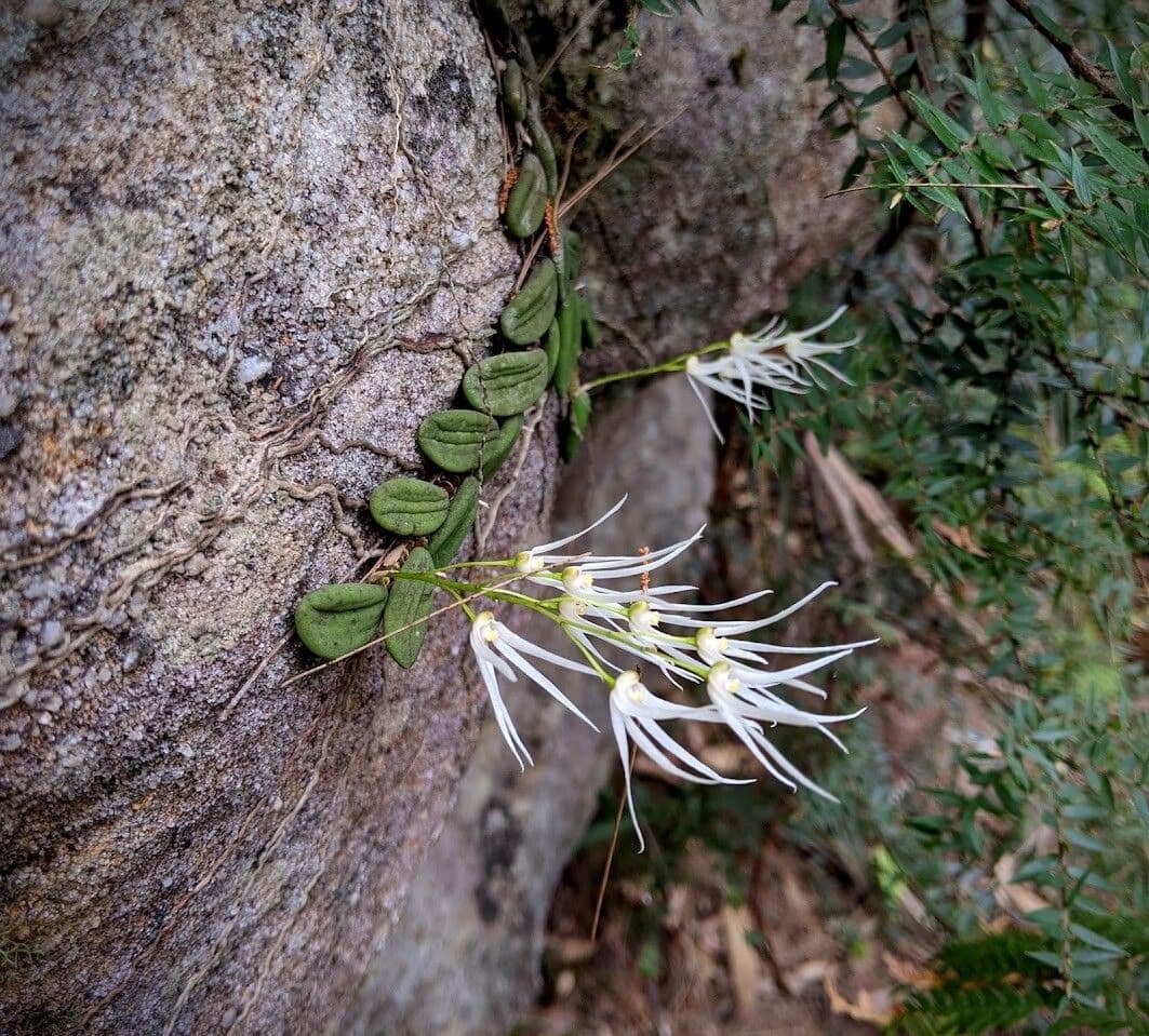Dendrobium 3