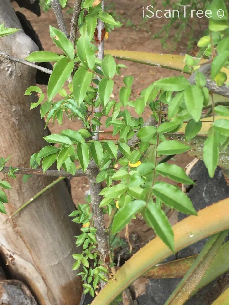 Seringa bianca 5
