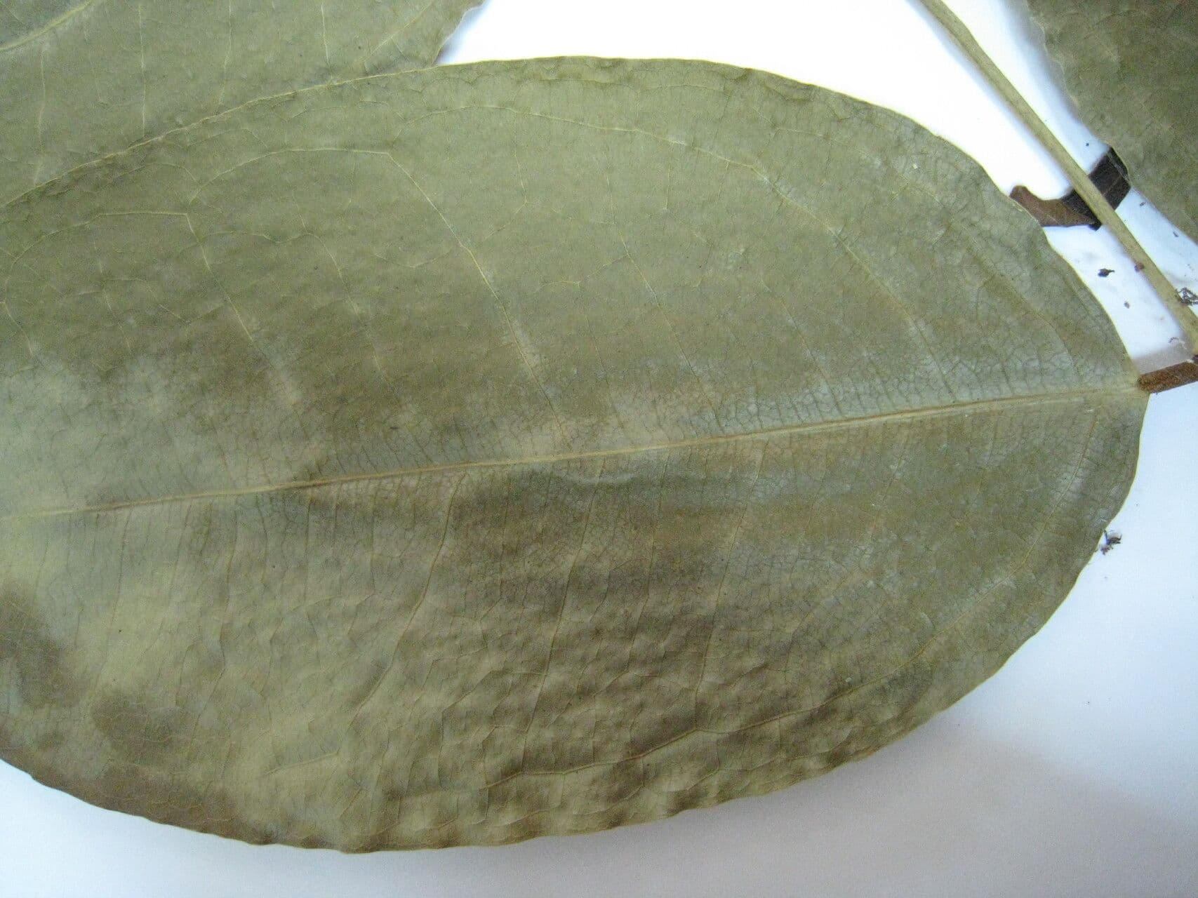 Candolleodendron 2