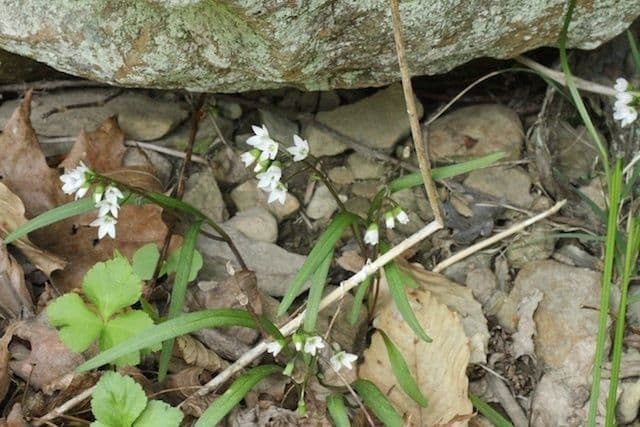 Claytonia 6