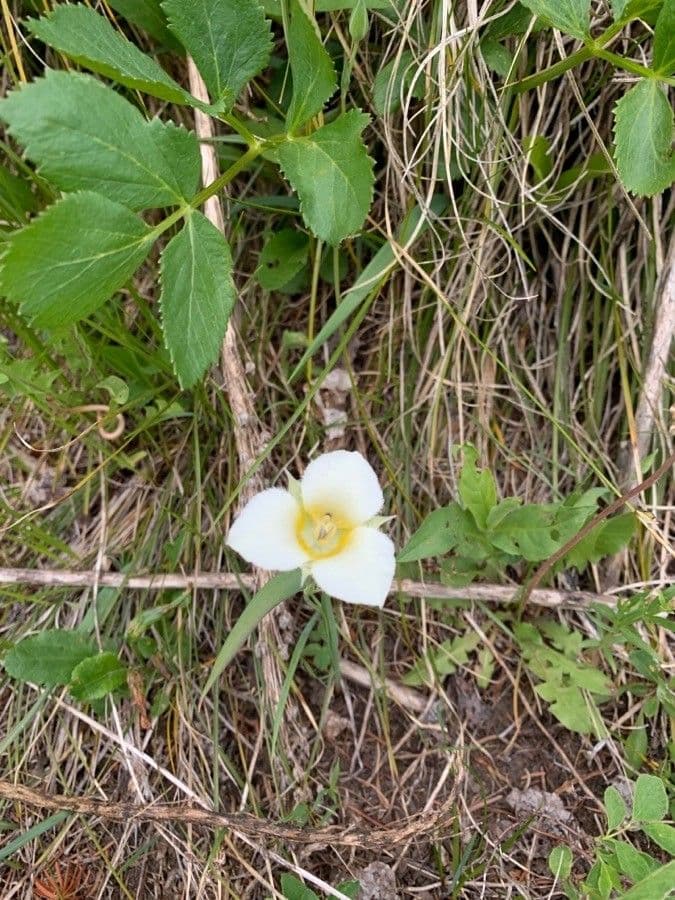 Calochortus 2