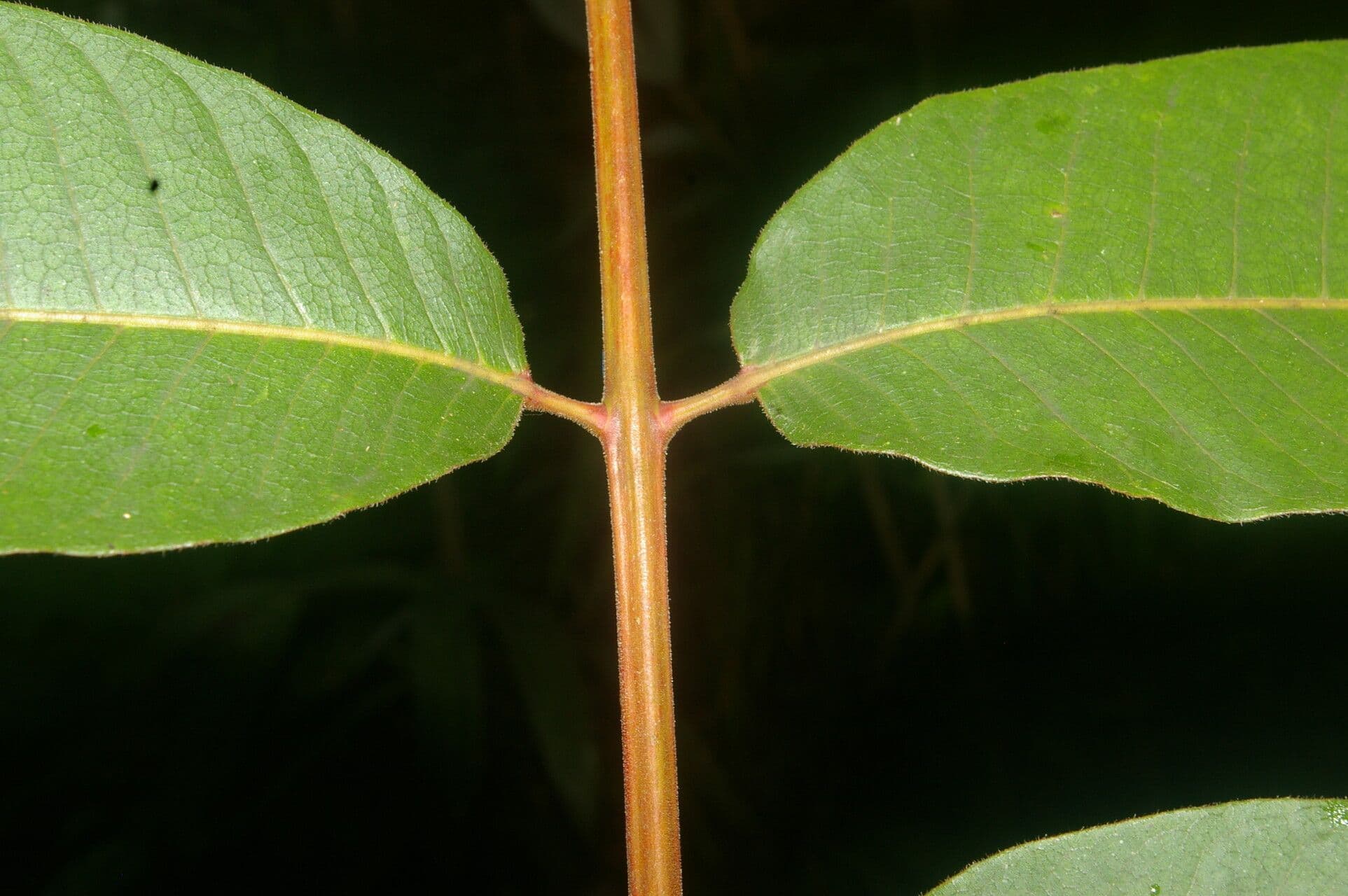 Trattinnickia 7