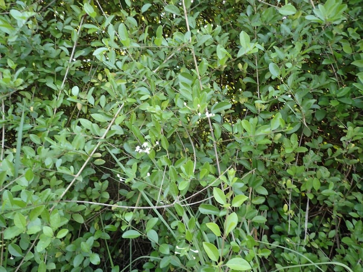 Volkameria 10