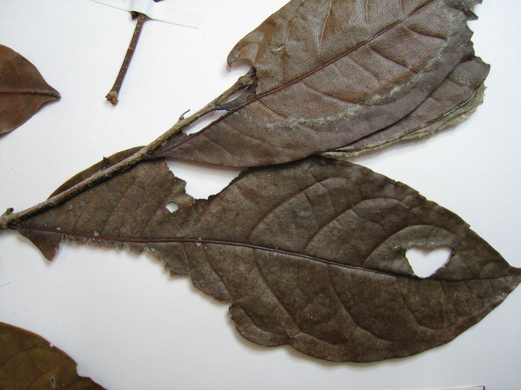 Hirtella 4