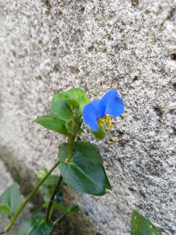 Flor de día 27