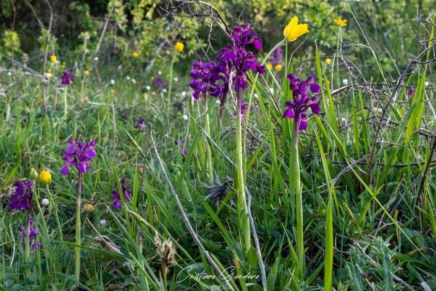 Orchide di palude 9