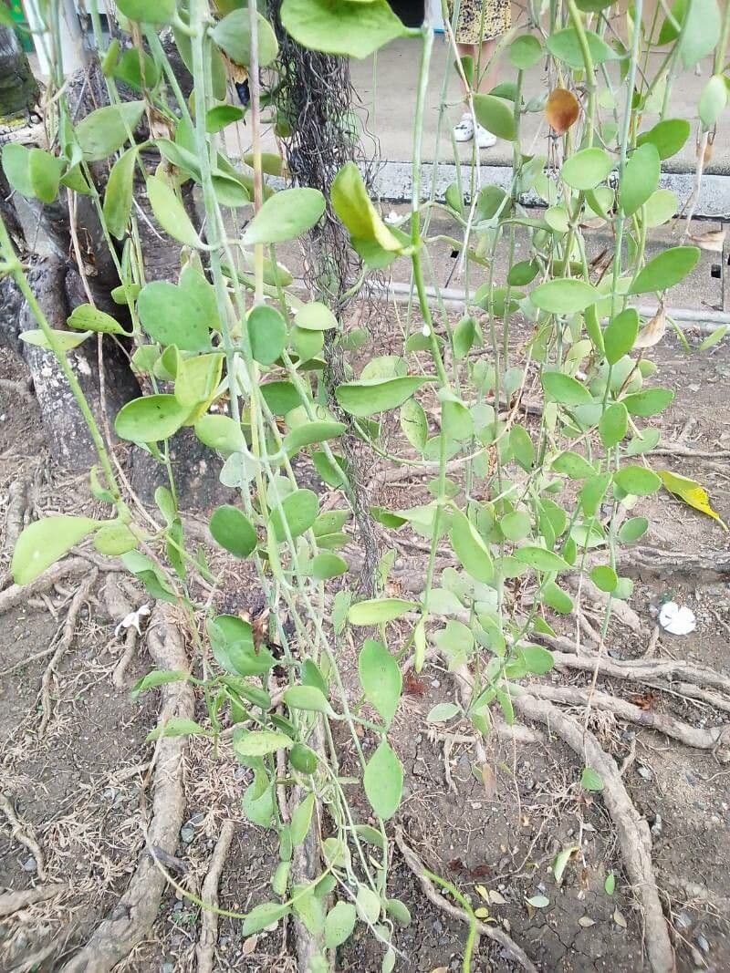 Dischidia 5
