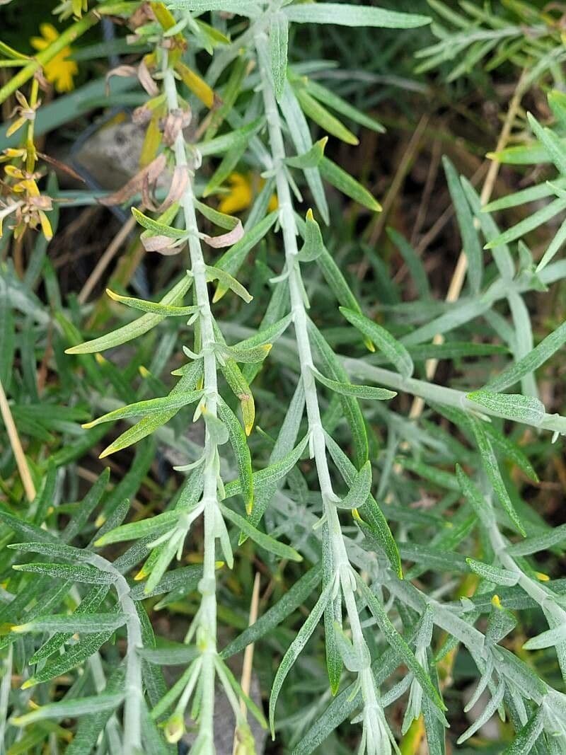Gomphostigma virgatum 11