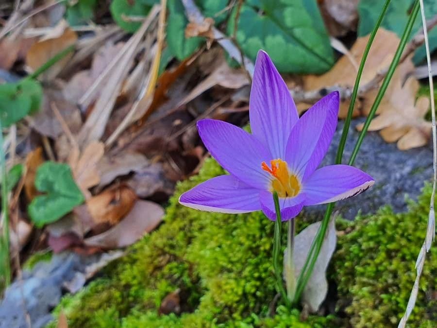Krokus 4