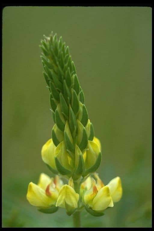 Lupino giallo 2