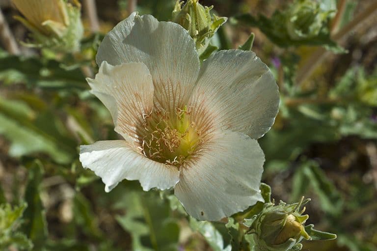Mentzelia involucrata 6