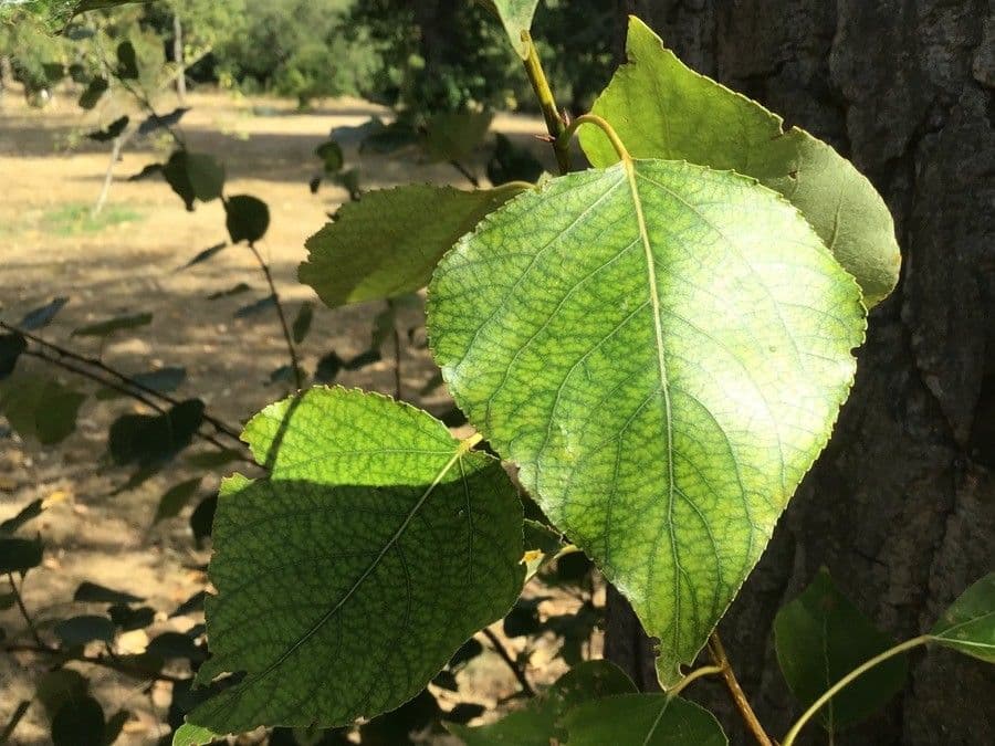 Balsampappel