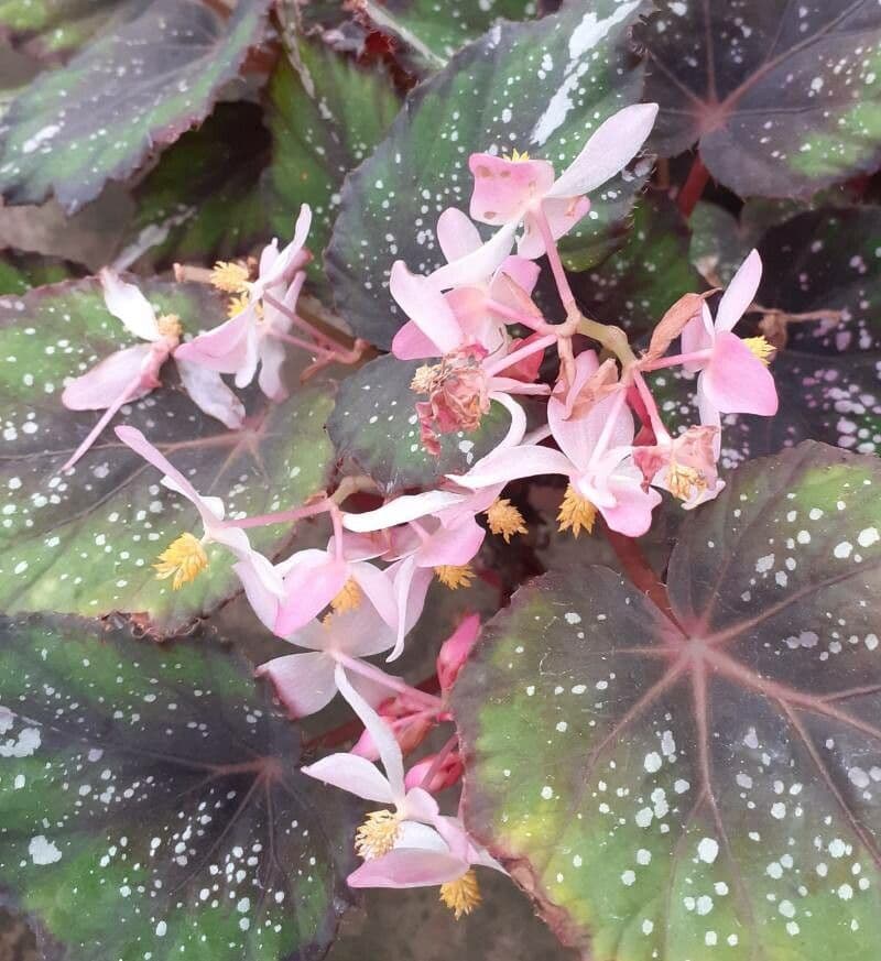 Begonia rex 2