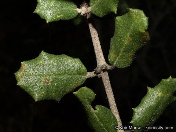 Ceanothus 20