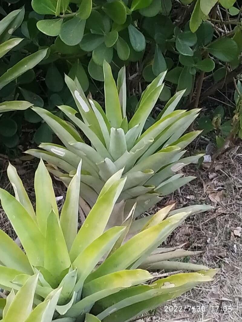 Catopsis