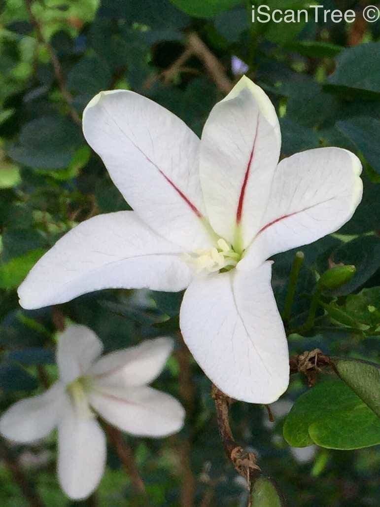Bauhinia 7