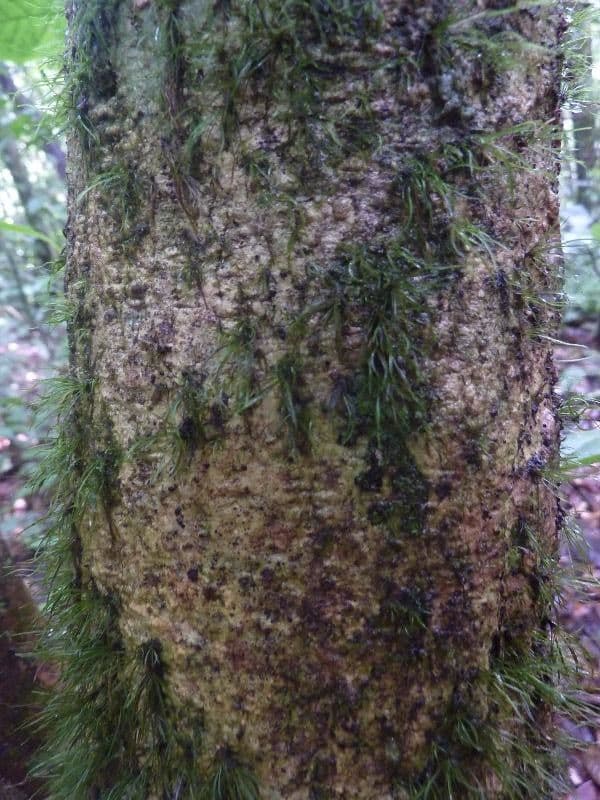 Duguetia