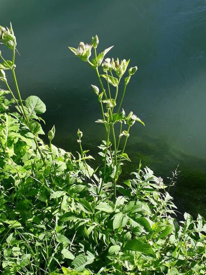 Kohldistel 11