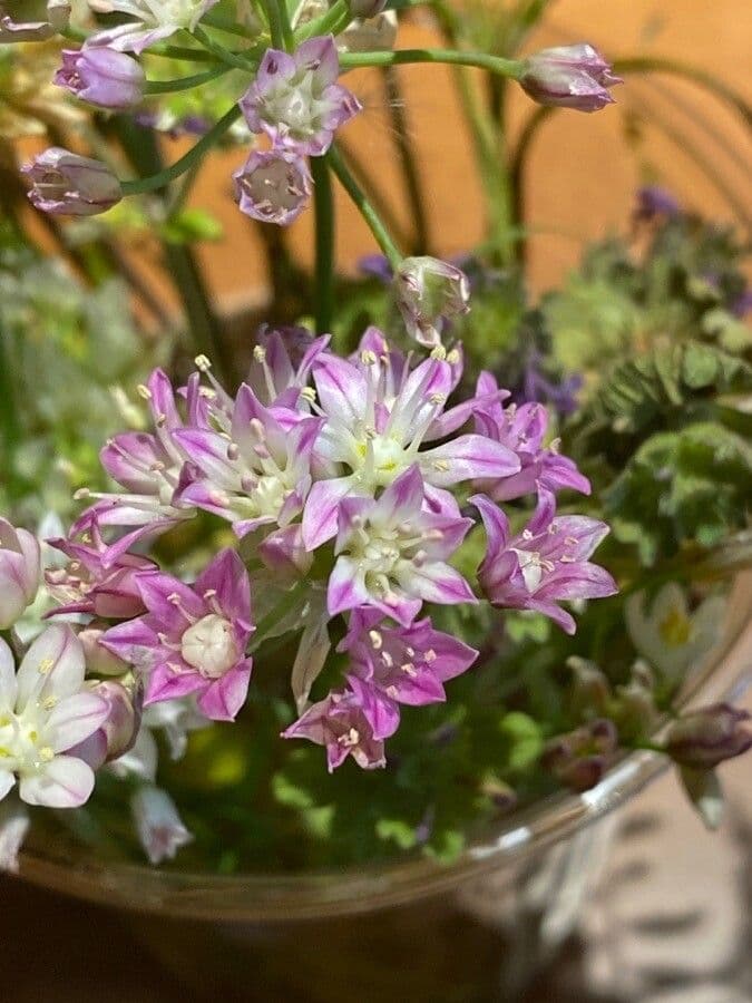 Cebula Drummonda 4