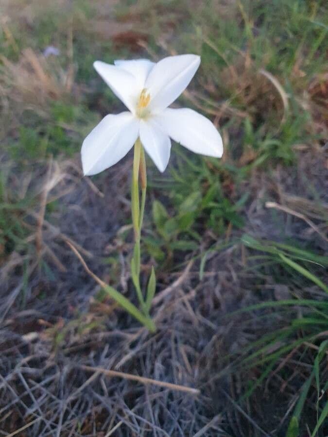 Gladiole 10
