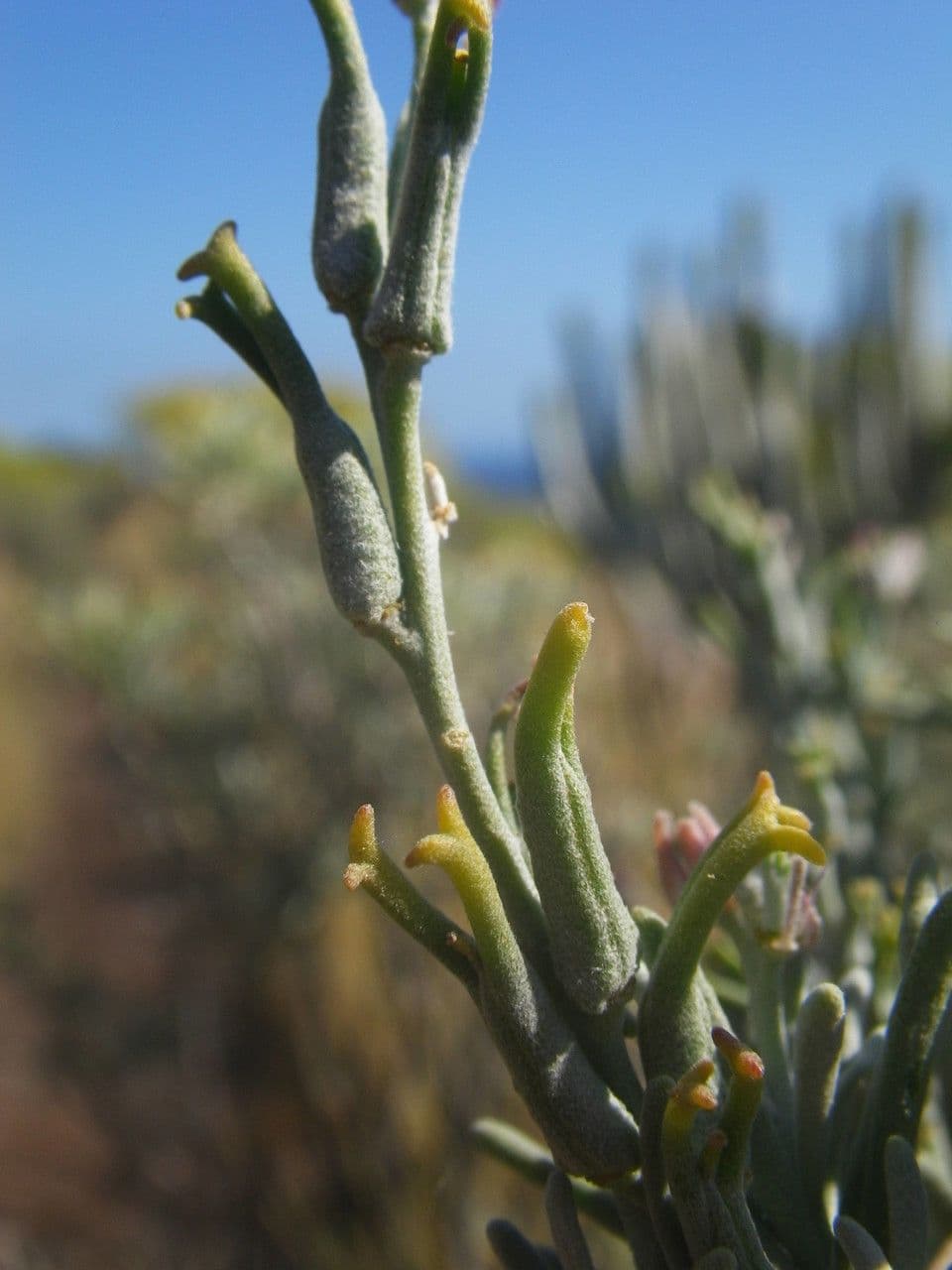 Parolinia 2