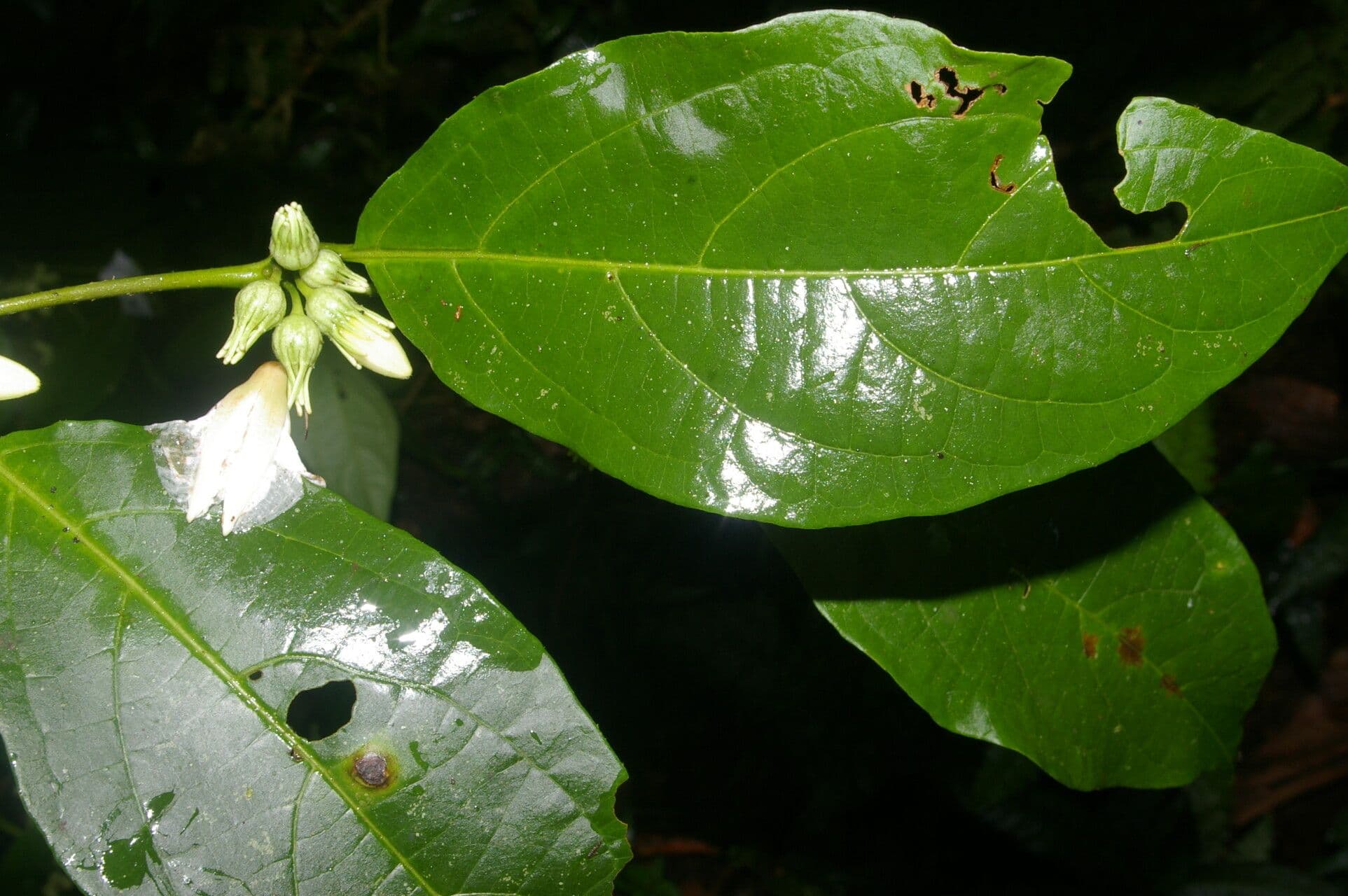 Lycianthes pauciflora 8