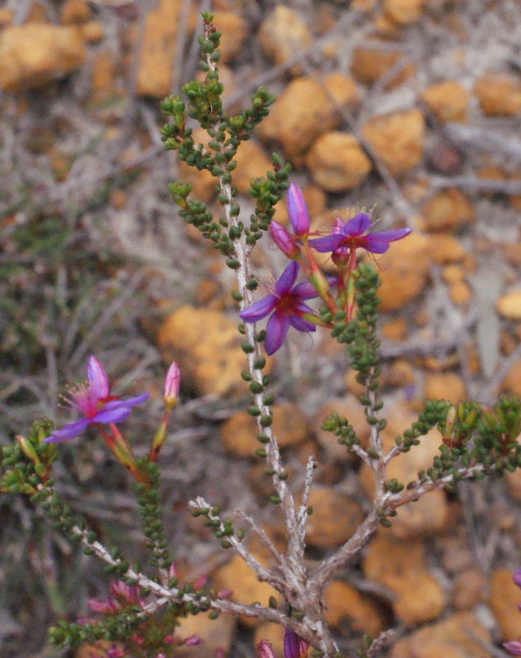 Calytrix leschenaultii 7