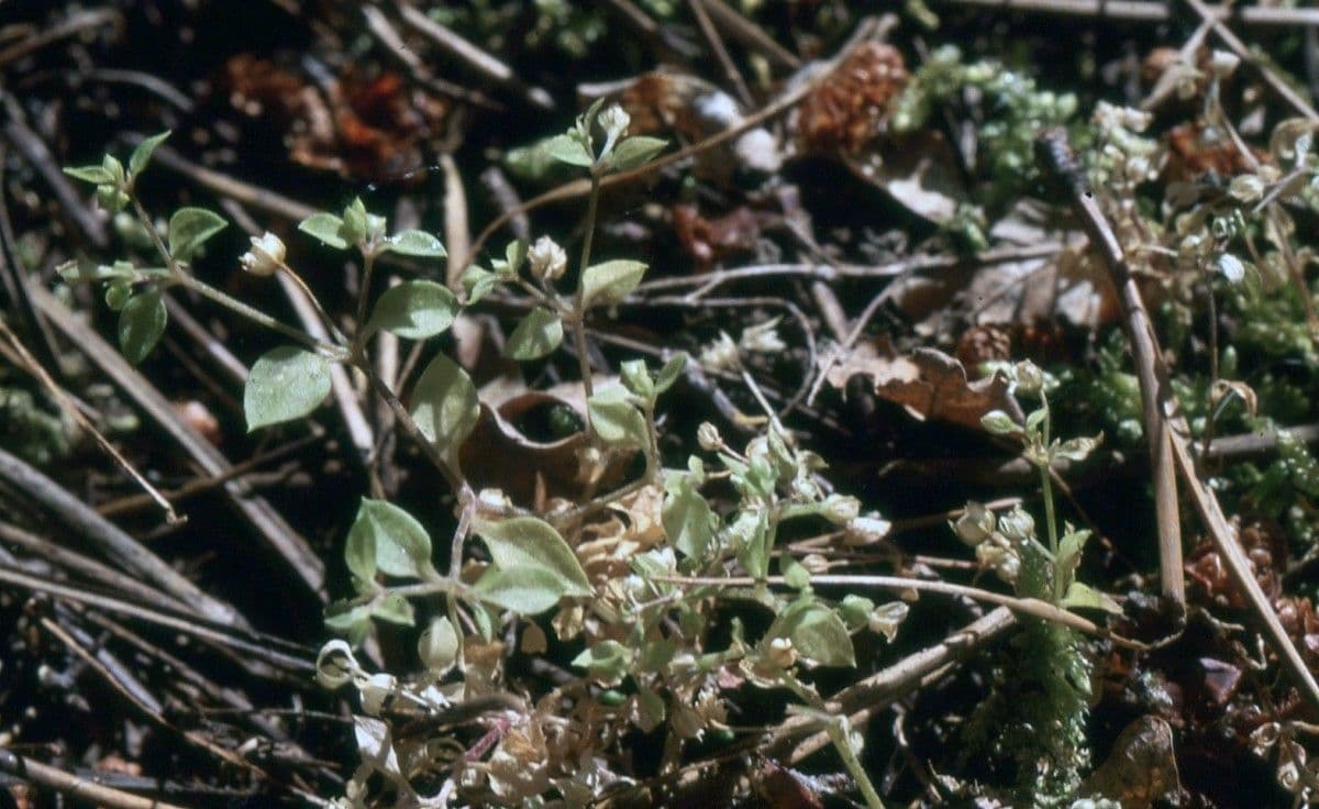 Moehringia 8