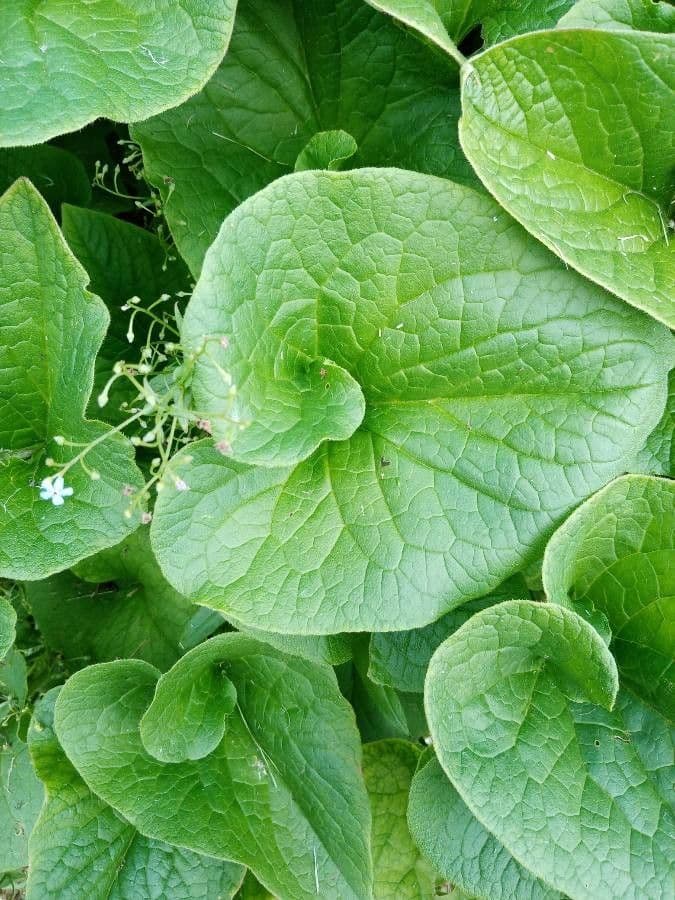 Brunnera 6