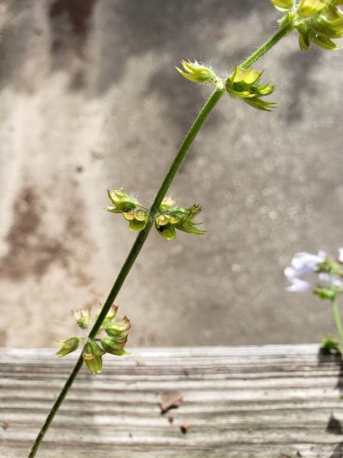 Leier-Salbei 25
